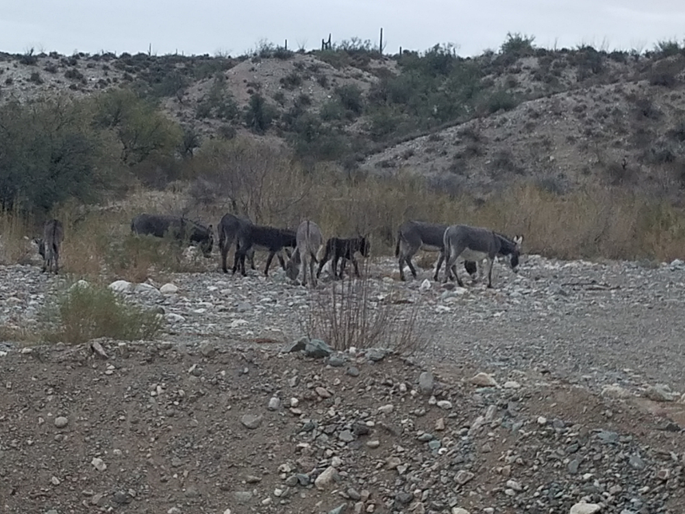 A group of donkeys grazing in the desert